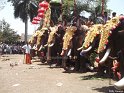 thrissur-pooram-2013-11 (9)